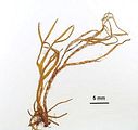 Dictyota mediterranea1